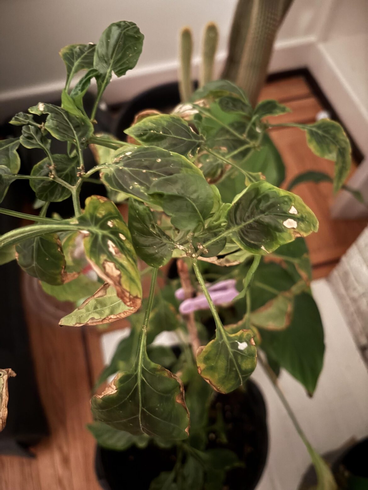 What’s is this white stuff