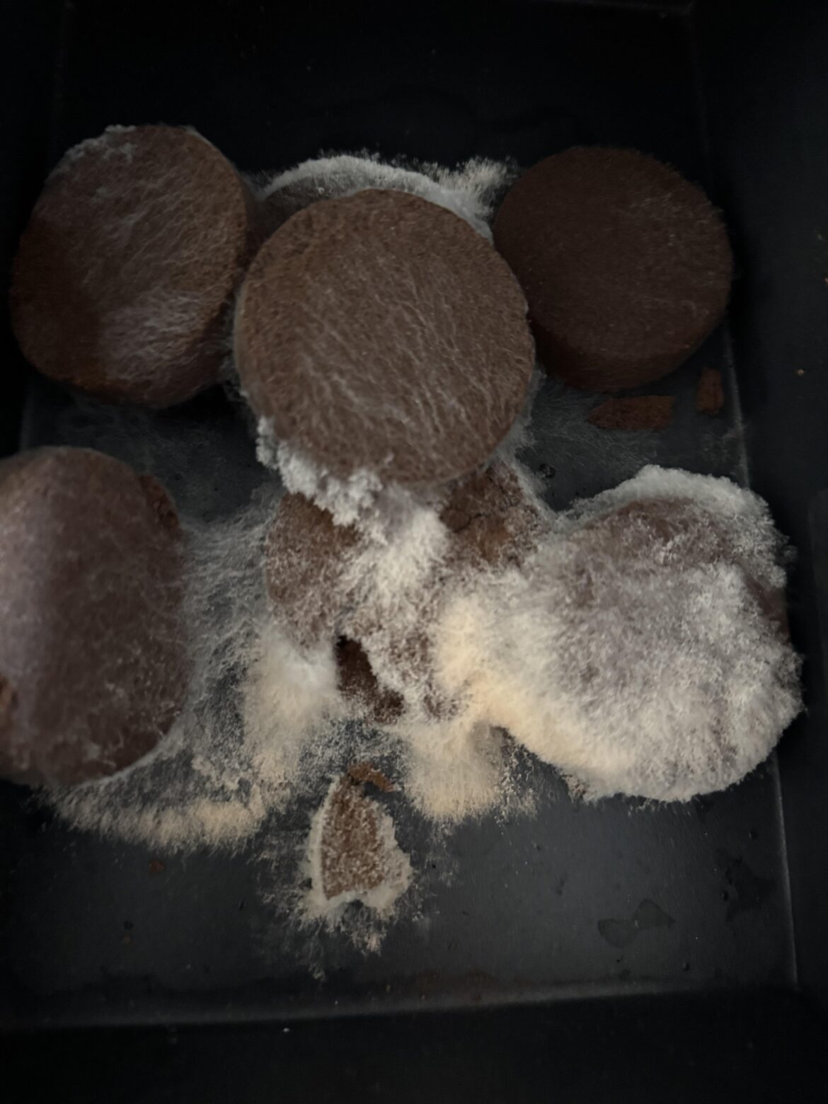 My knock box keeps growing mold after 24 hours – what am I doing wrong? 😩