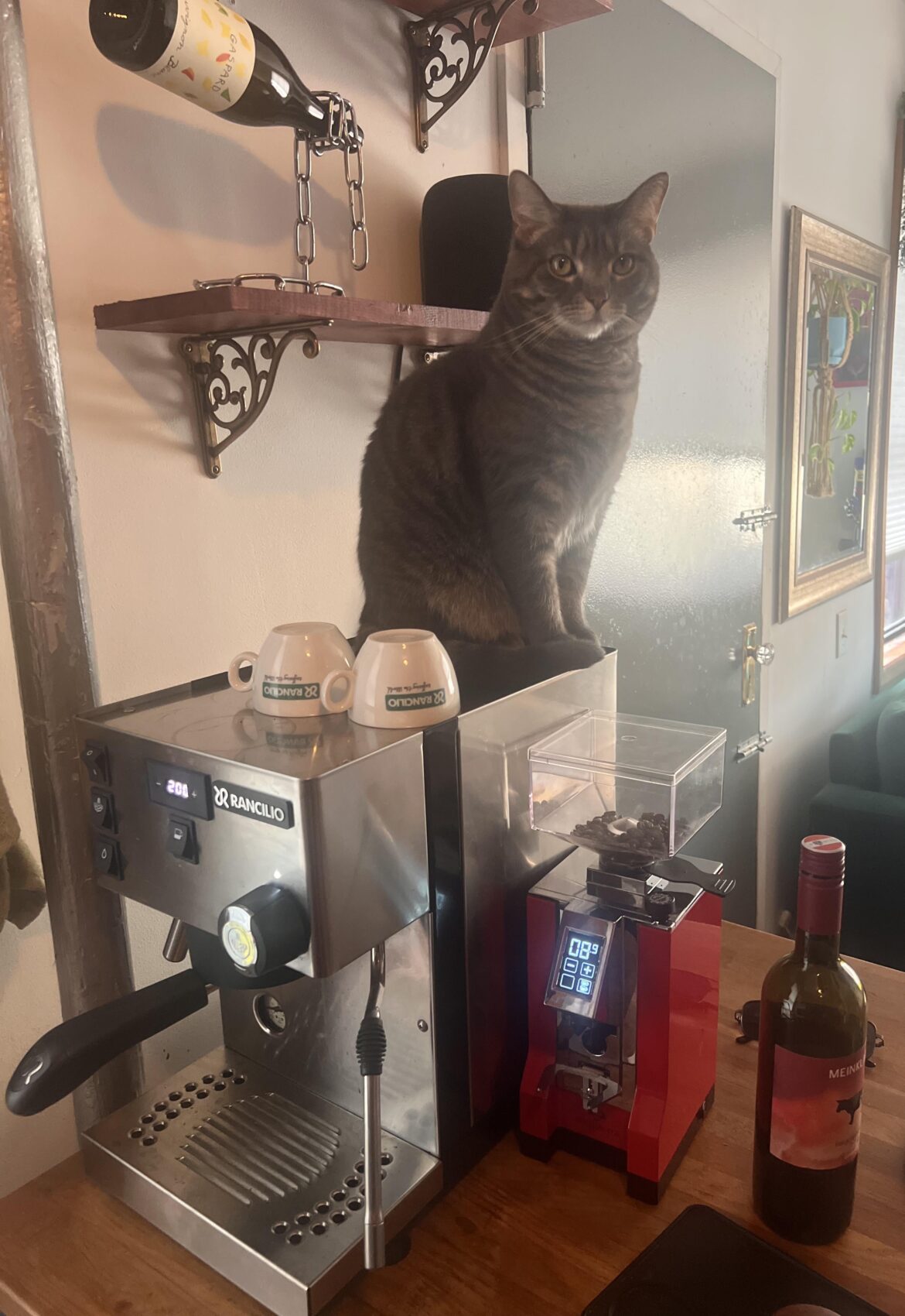 My cat loves the heat from my Rancilio