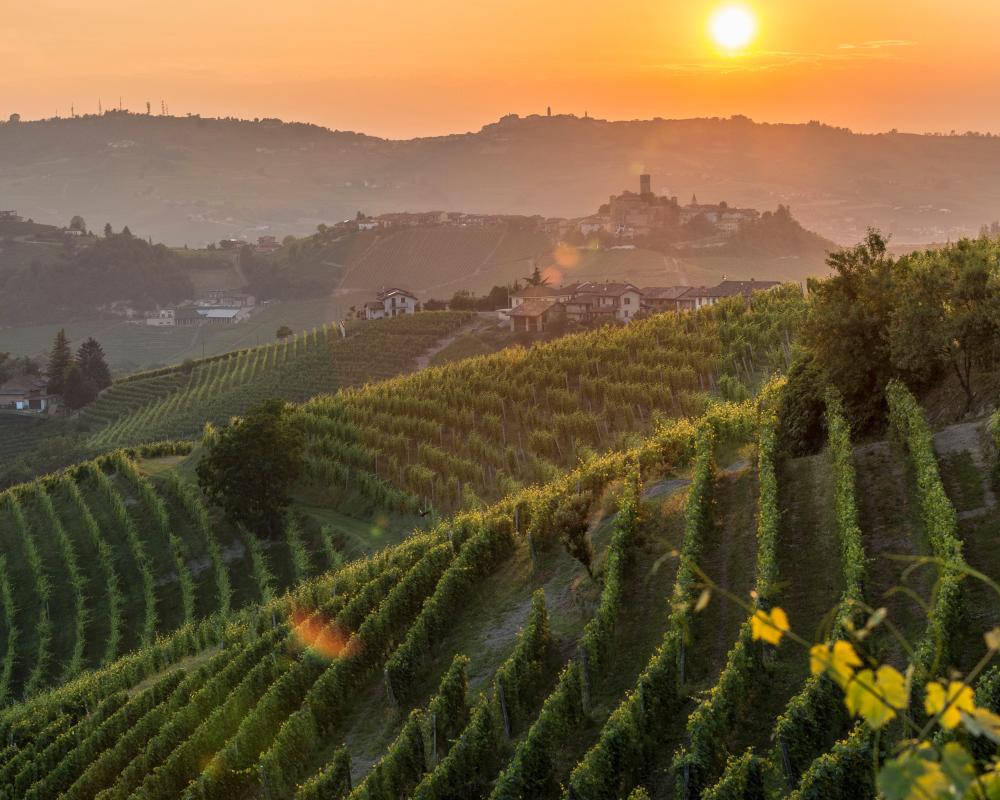 The Piedmont regions wines are shaped by its proximity to the Alps.