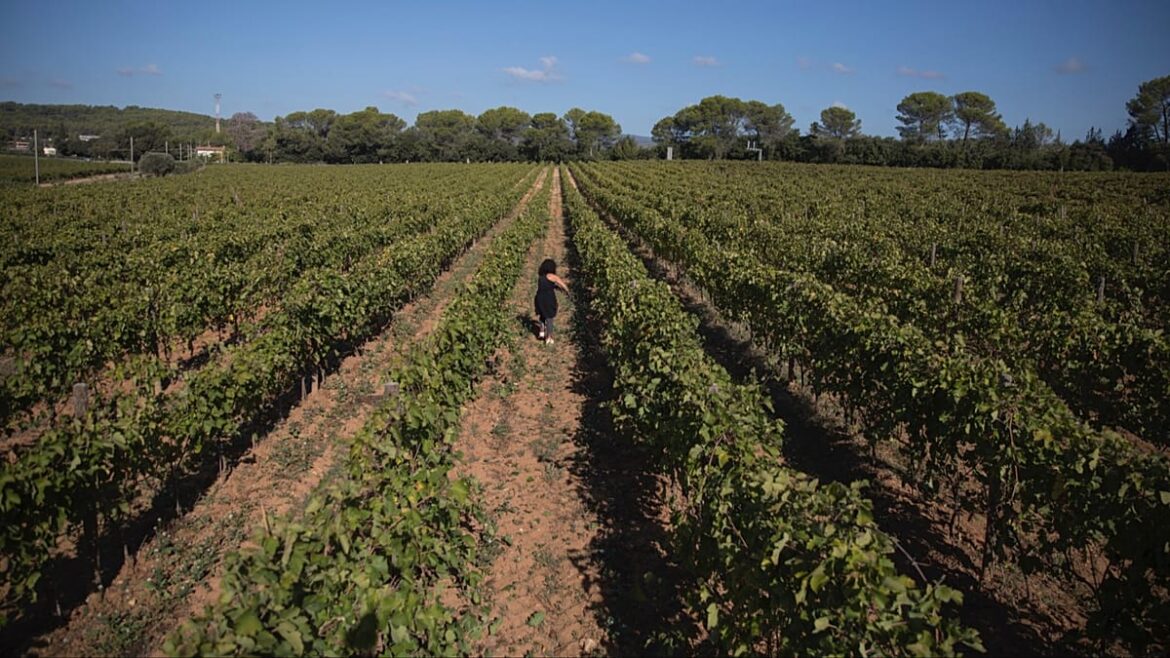 France blames climate change for ‘deteriorating’ wine industry. But is uprooting vines the solution?