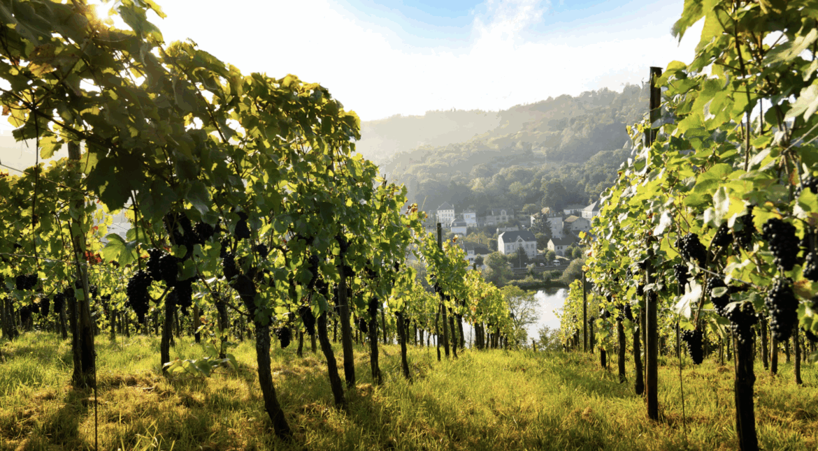Exploring the Impressive Boom in Moselle Wines, France