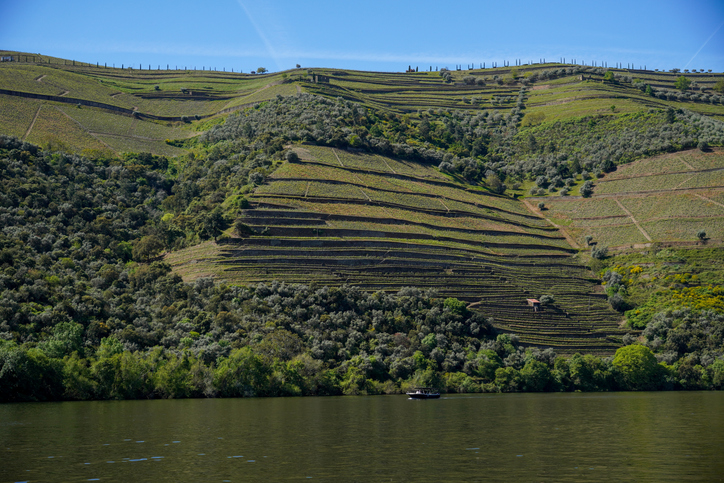 Picturesque Douro Valley Vineyards Terraced Landscape River Boat Portugal