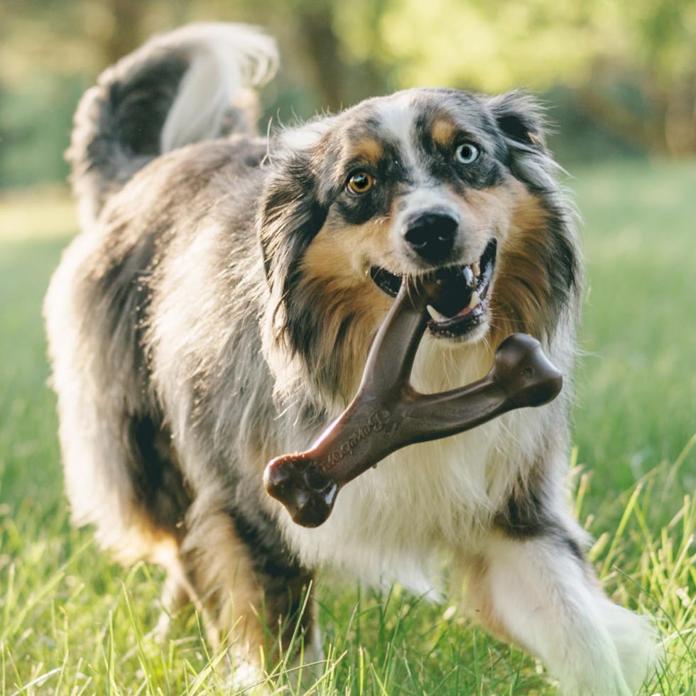 Benebone Indestructible Wishbone Dog Chew Toy Benebone Indestructible Wishbone Dog Chew Toy