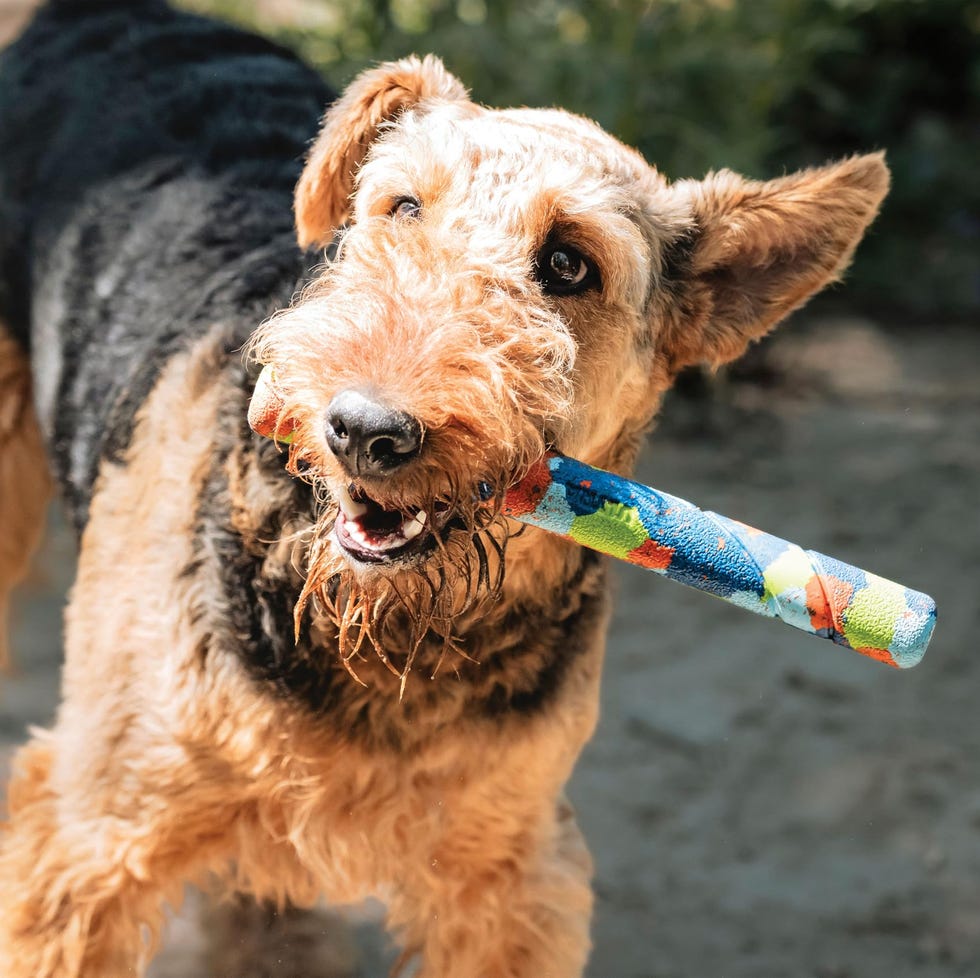 Chuckit! Limited Edition Dog Toy Eco Fetch Stick Chuckit! Limited Edition Dog Toy Eco Fetch Stick