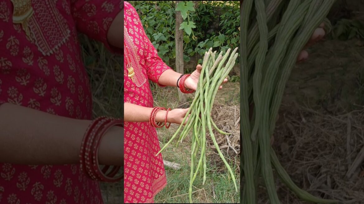 My Vegetable Garden❤️ #garden #gardening #trending #villagelife #village #shorts #viral #vegetables My Vegetable Garden❤️ #garden #gardening #trending #villagelife #village #shorts #viral #vegetables