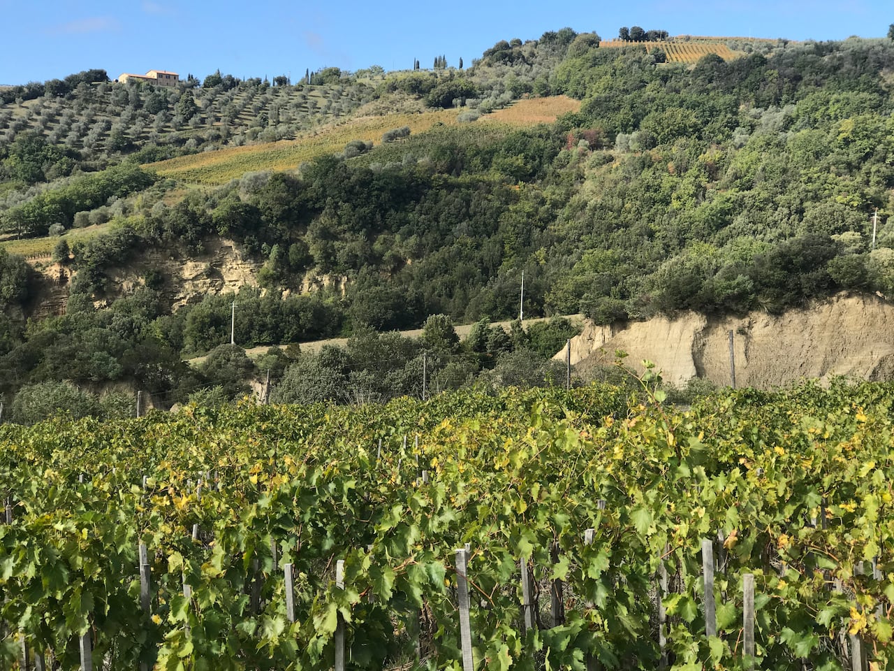 Wine grows on vineyards on hills.