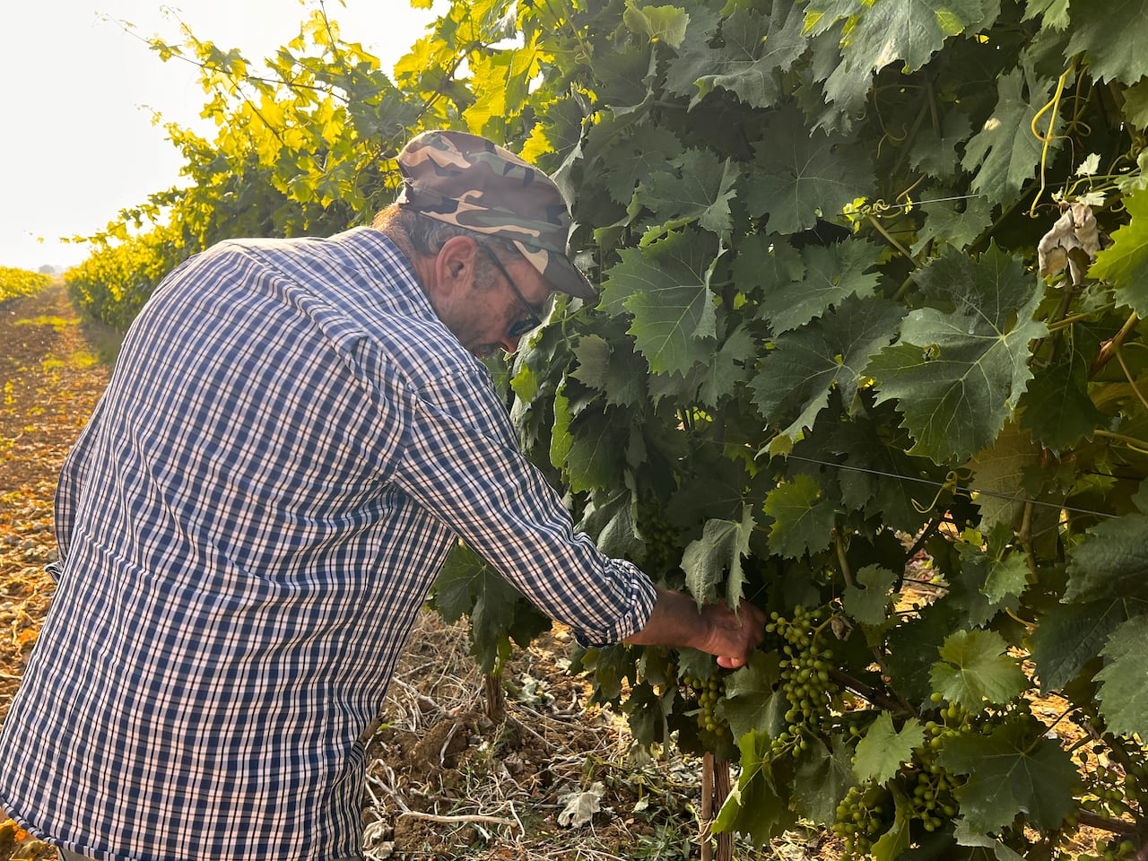 A person reaches into grape vines growing in a vineyard.