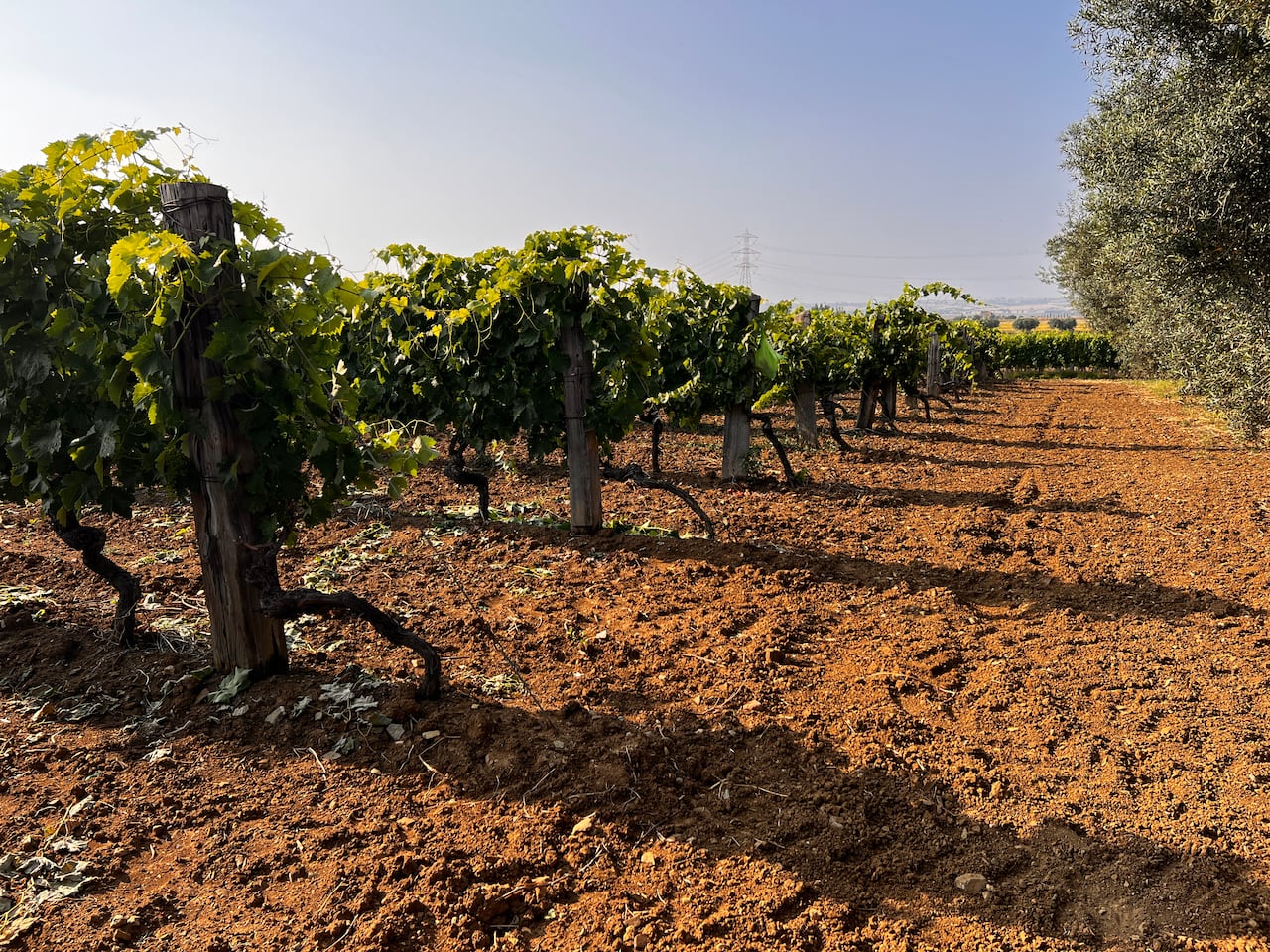 Rows of grape vines grow in a vineyard.