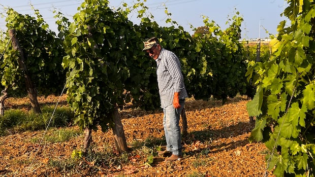 Italian winemakers look to new technologies with old grape varieties to adapt to a changing climate Italian winemakers look to new technologies with old grape varieties to adapt to a changing climate