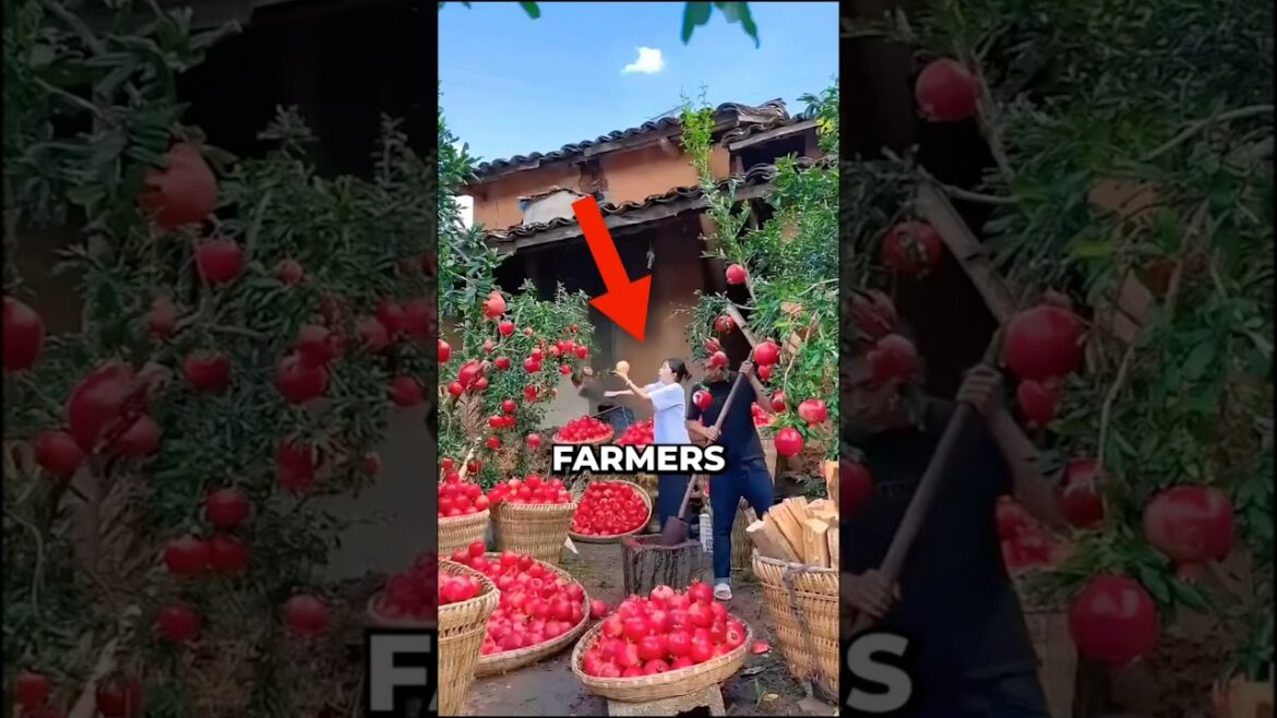 These farmers found a way to grow new pomegranate trees for free