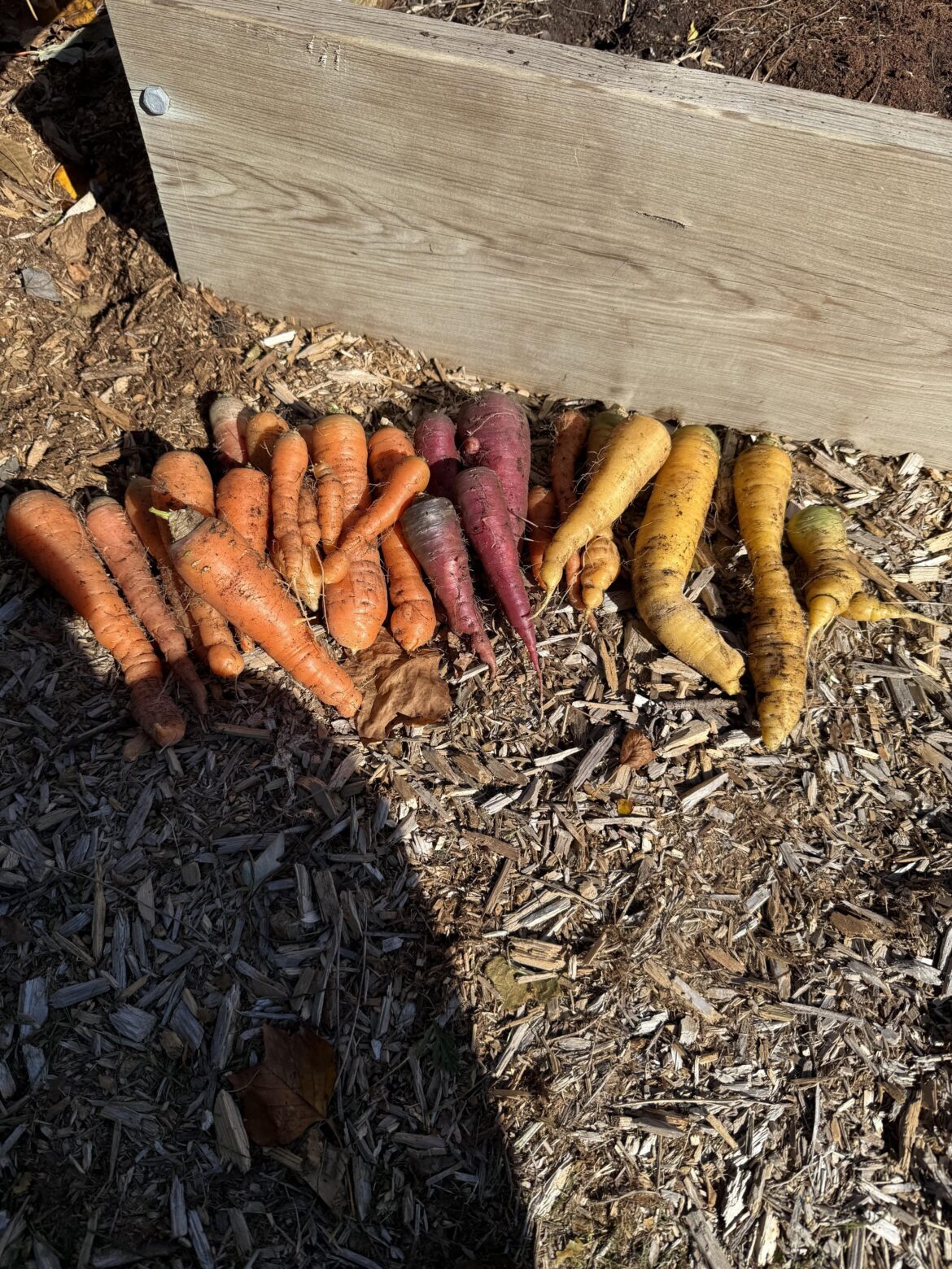 What are some good carrot recipes?