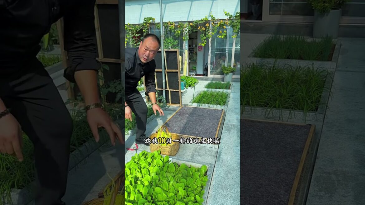 A rural uncle is planting a vegetable garden on the roof Can you believe it