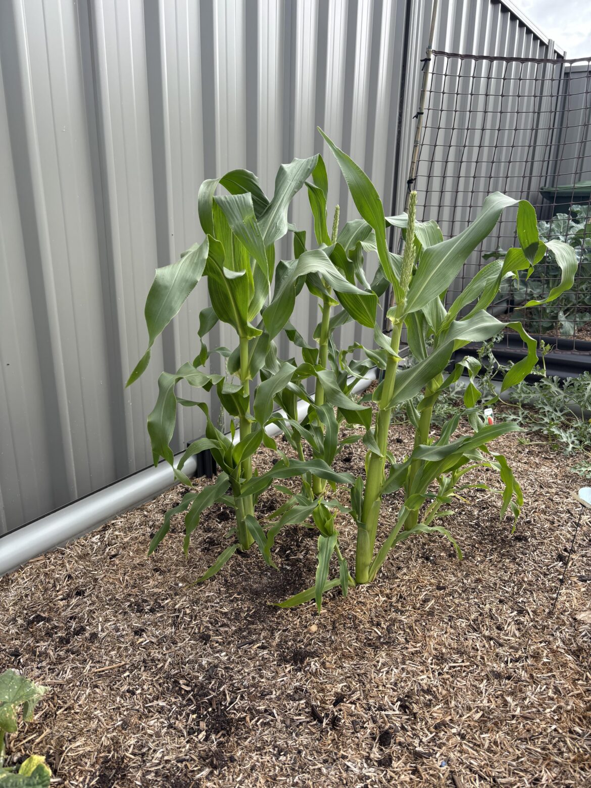 Are my corn plants doing ok?
