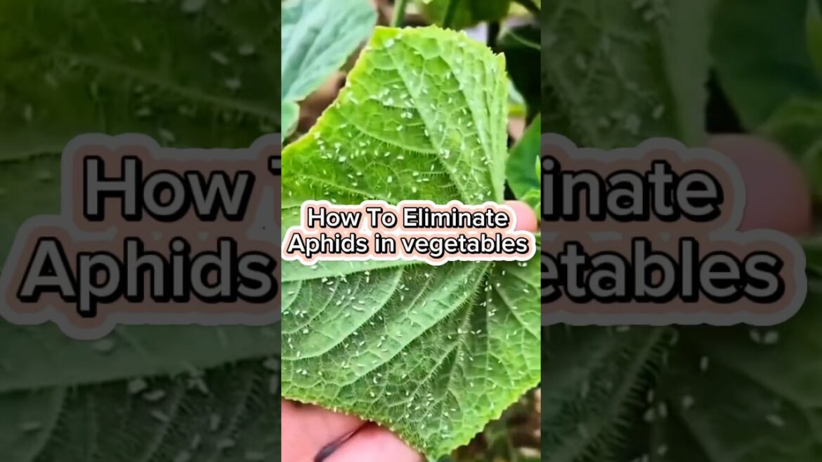 How to get rid of aphis on vegetables #roomtogrow #springgardening #gardenanswer #gardenstroll #gard