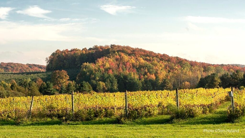 Leelanau Peninsula - Dynamic Wines From Michigan