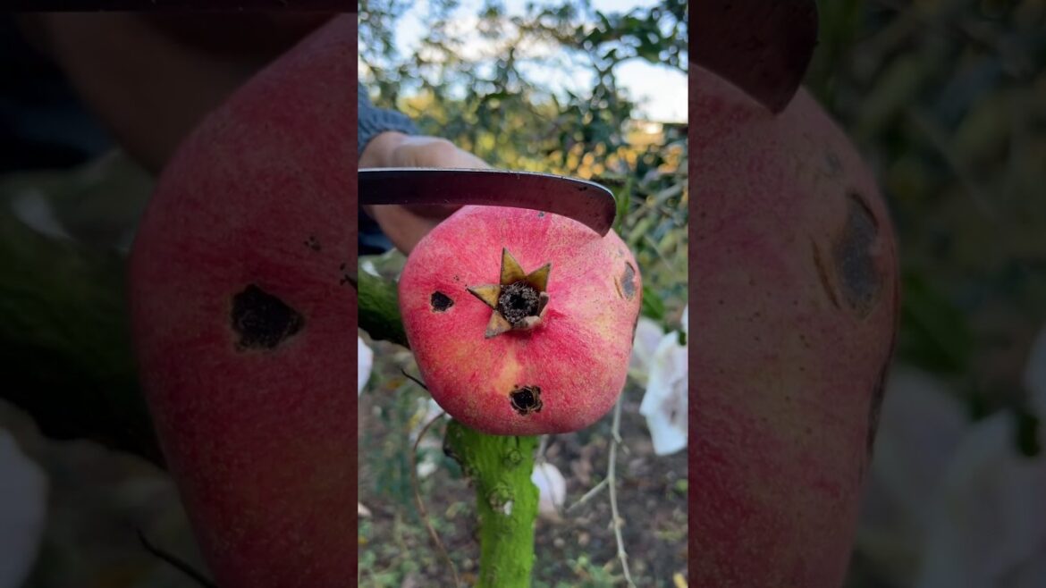 Pomegranate fruit fresh cutting l satisfying fruit #trending #fruit #pomegranate #fruit