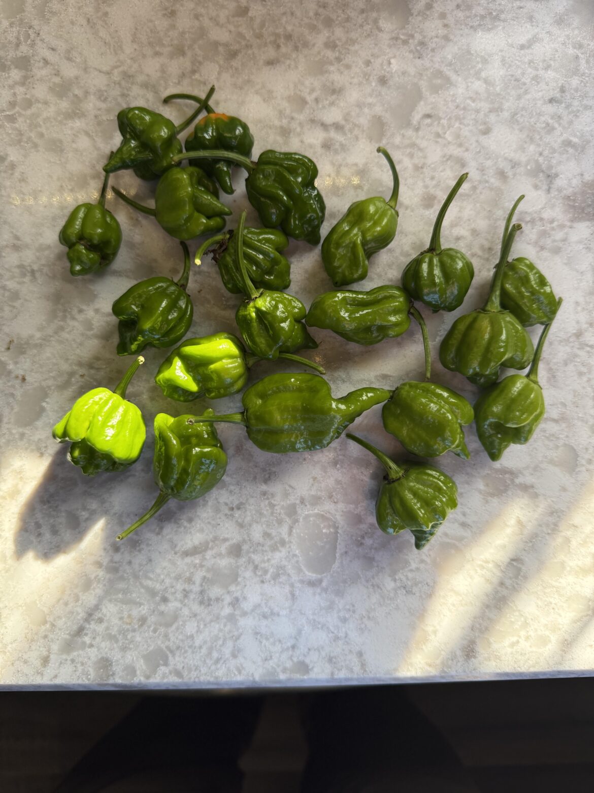 Peppers got picked before they ripened Peppers got picked before they ripened