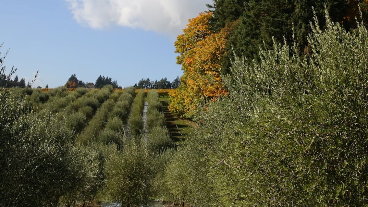 Oregon’s fledgling olive industry celebrates ‘Olio Nuovo Festival’ throughout November