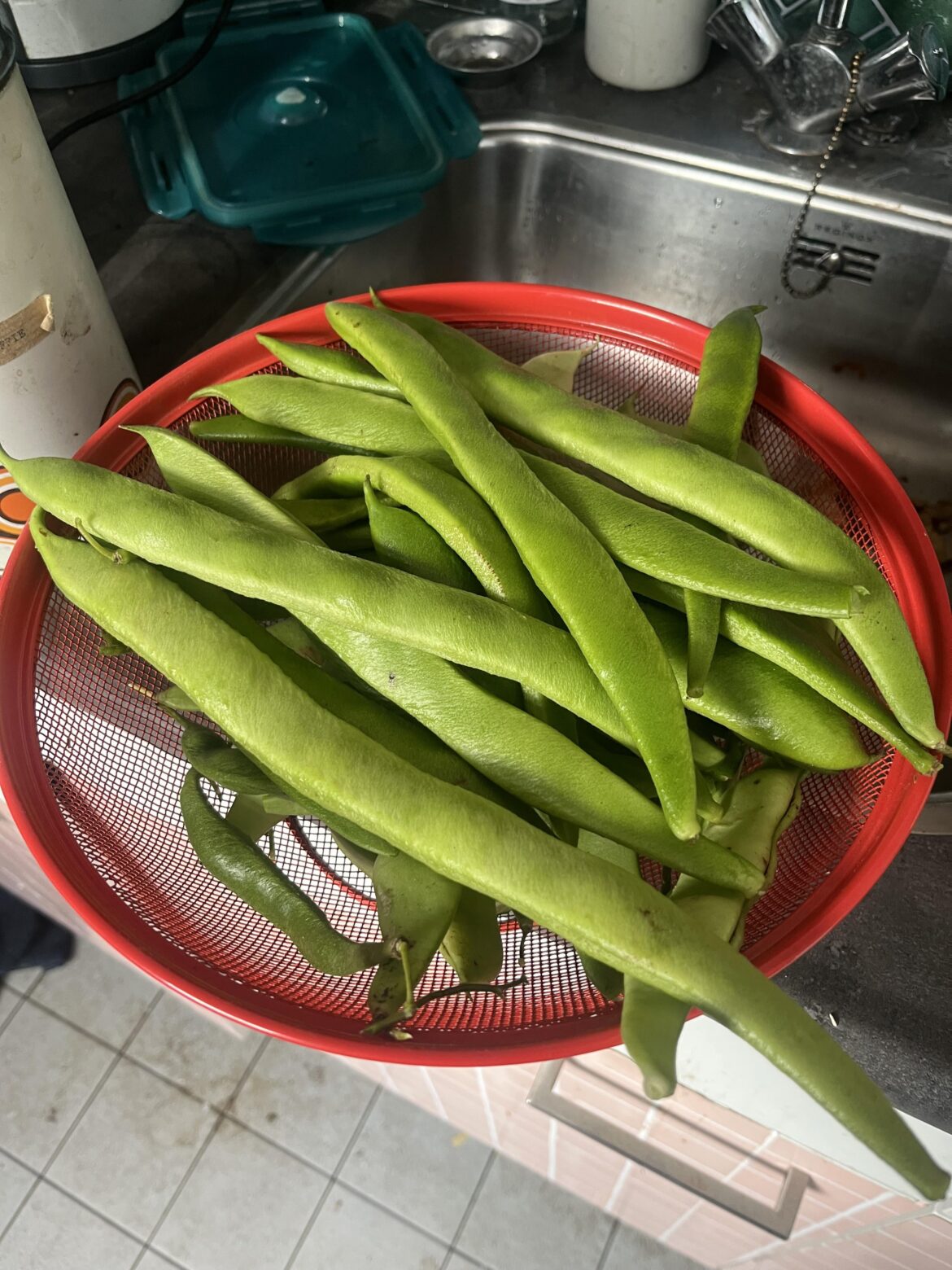 Today’s harvest!