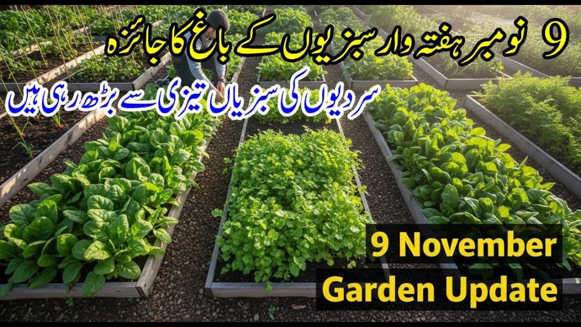 9 November Weekly Vegetable Garden Overview | Winter Vegetables Growing Fast | Kitchen Gardening