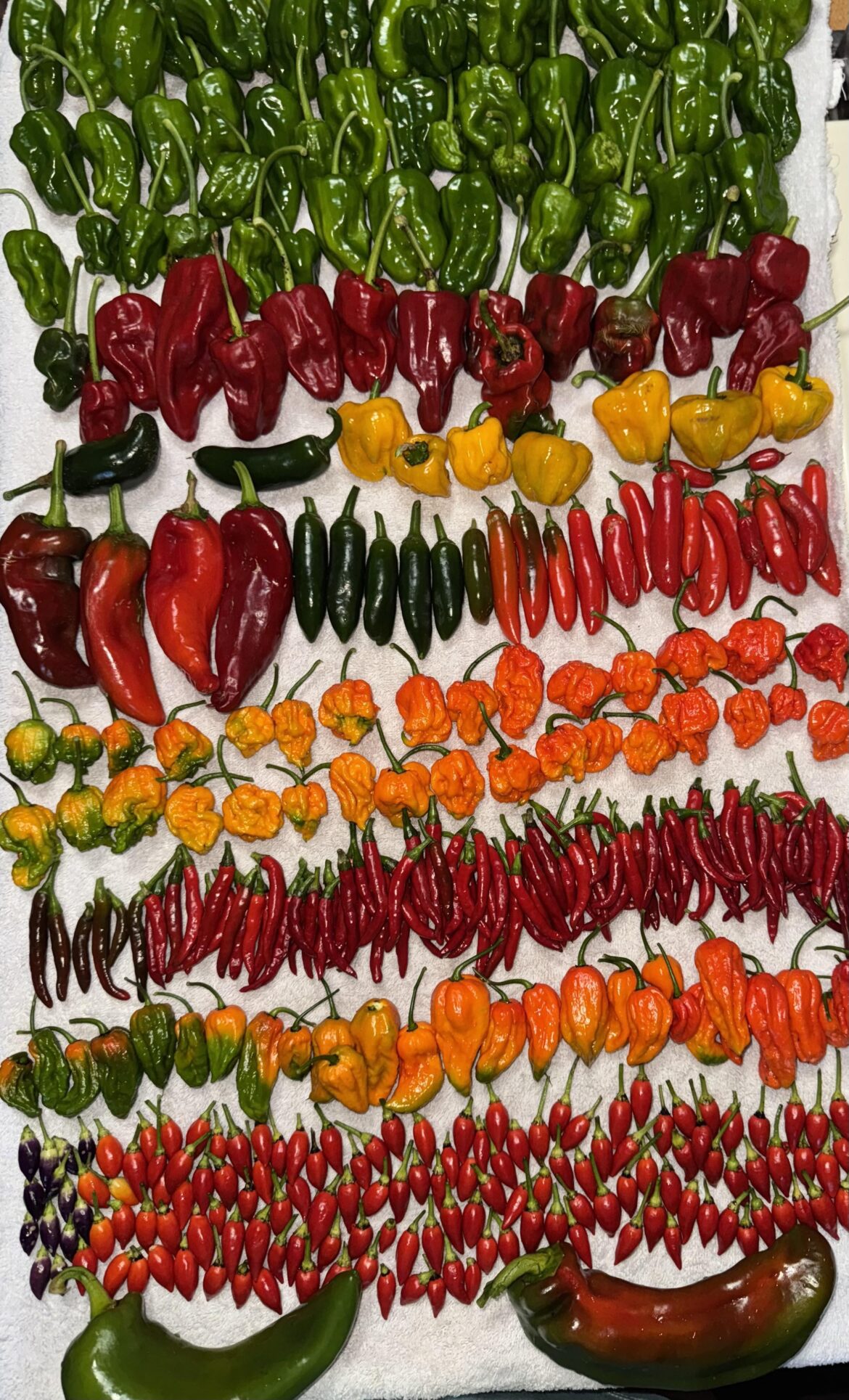 Hot Pepper Harvest