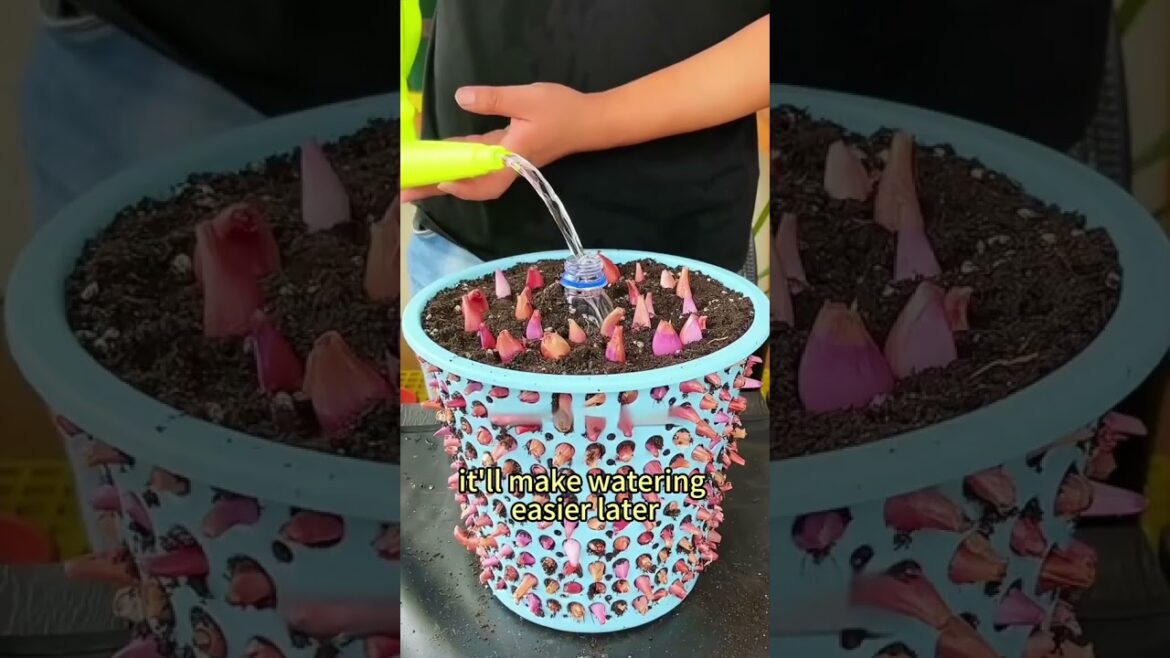 Trash Can: Clever Chive Growing#vegetablegarden #plantingtechniques #vegetablegardening #gardening