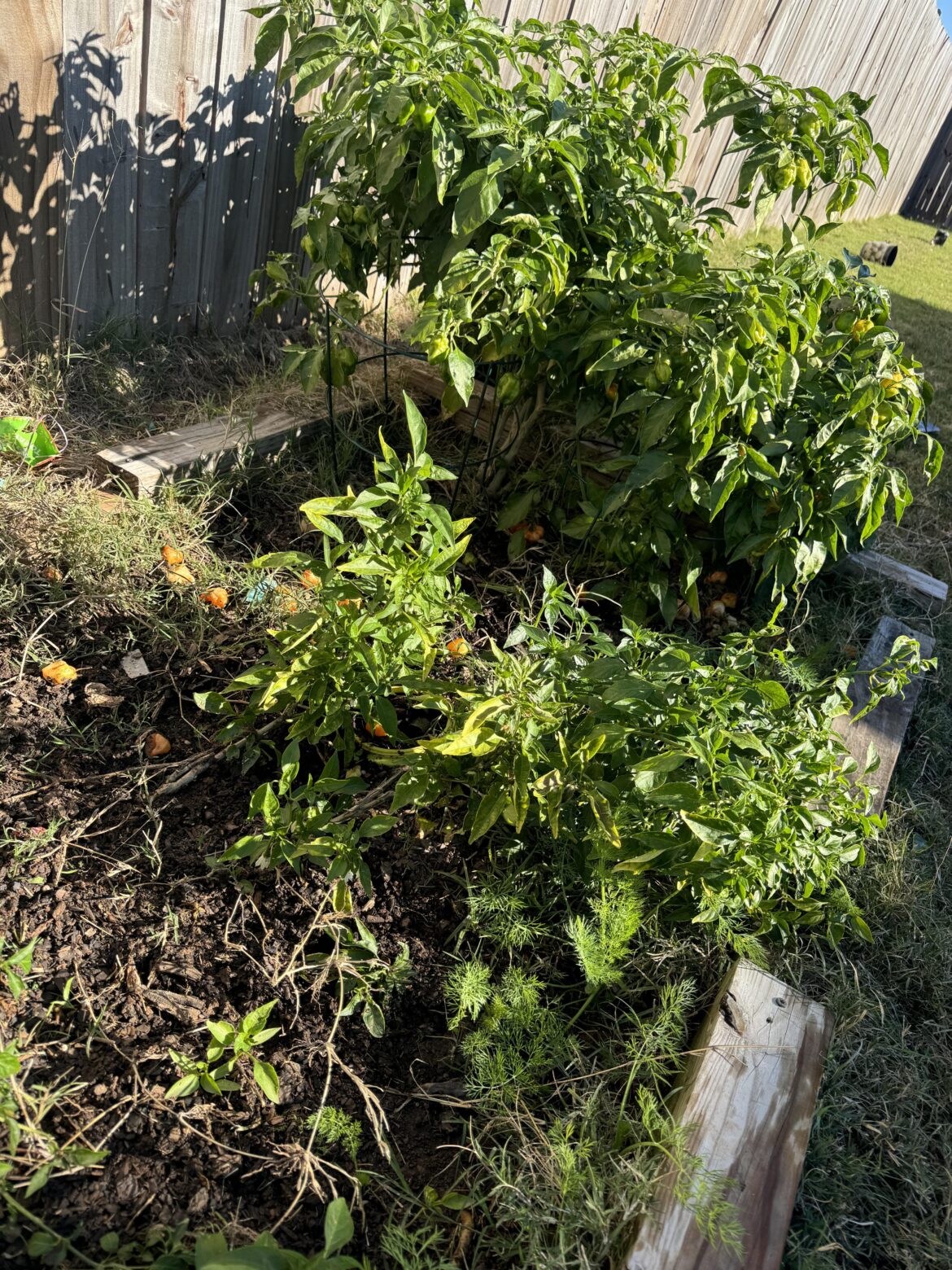 It dipped down to 30 last night so I covered them with a table and tarps. They seem to look okay!