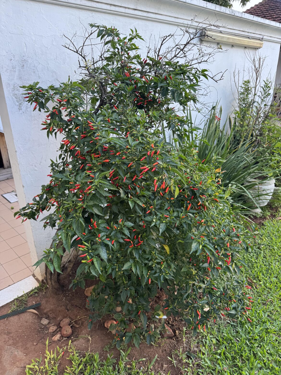 One week post harvest