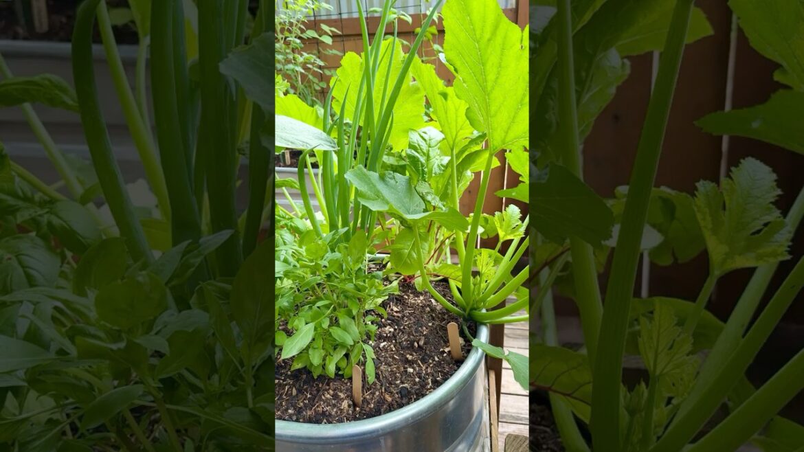 What To Do About Mushrooms In The Vegetable Garden #vegetablegarden What To Do About Mushrooms In The Vegetable Garden #vegetablegarden