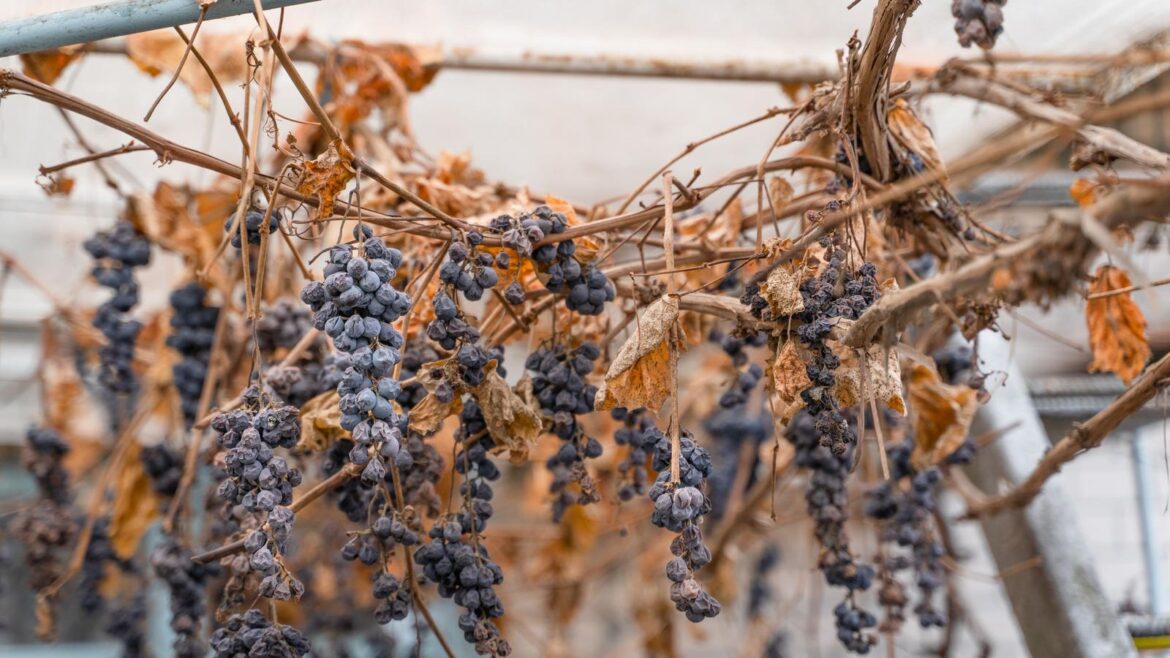 Why America’s Vineyards Are In Crisis — How Growers Are Responding Why America’s Vineyards Are In Crisis — How Growers Are Responding