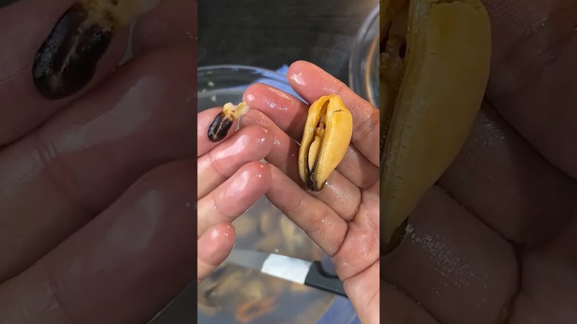 Midye Temizlemek Çok Kolay #midye #mutfakişlerimüdürü #yemek