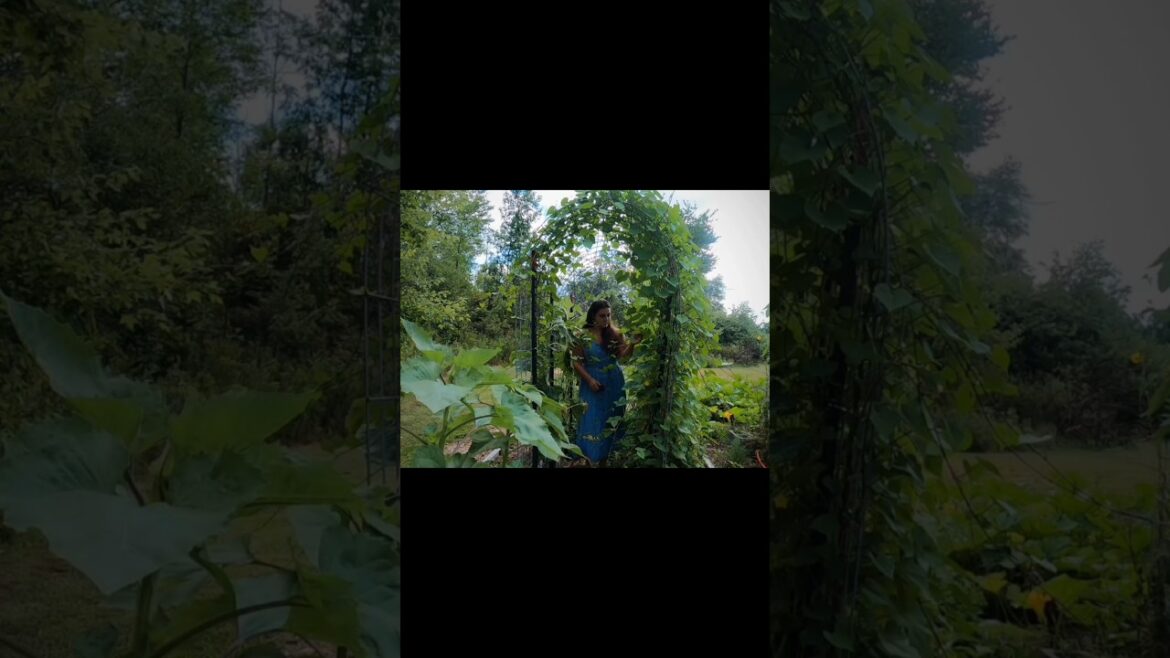 Garden Fresh Cucumber Tomato Moroccan Salad #salad #cucumber #tomato #moroccan #garden #healthy