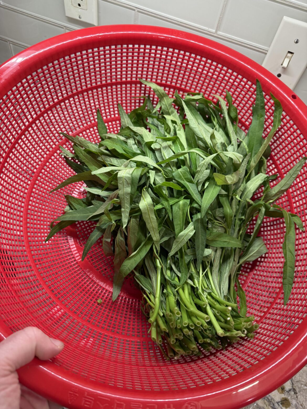 Found Water Spinach today- hooray