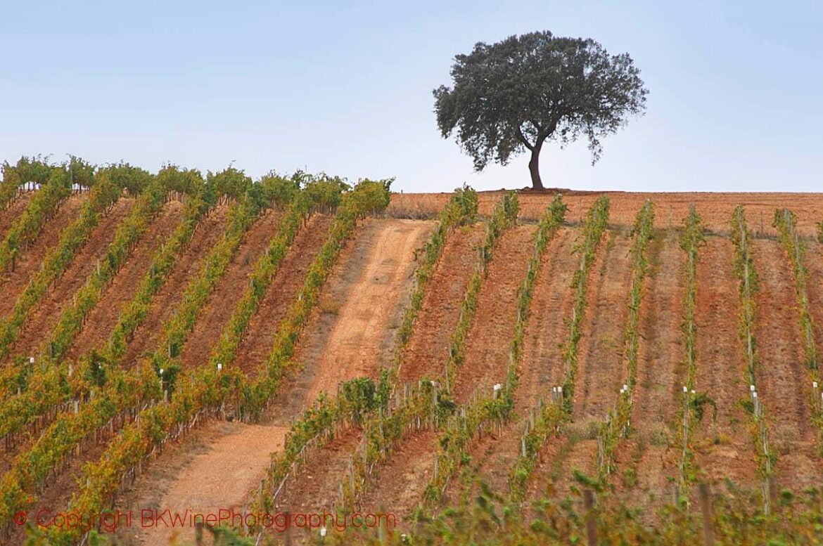 Has The Time Come For Portuguese Wines?