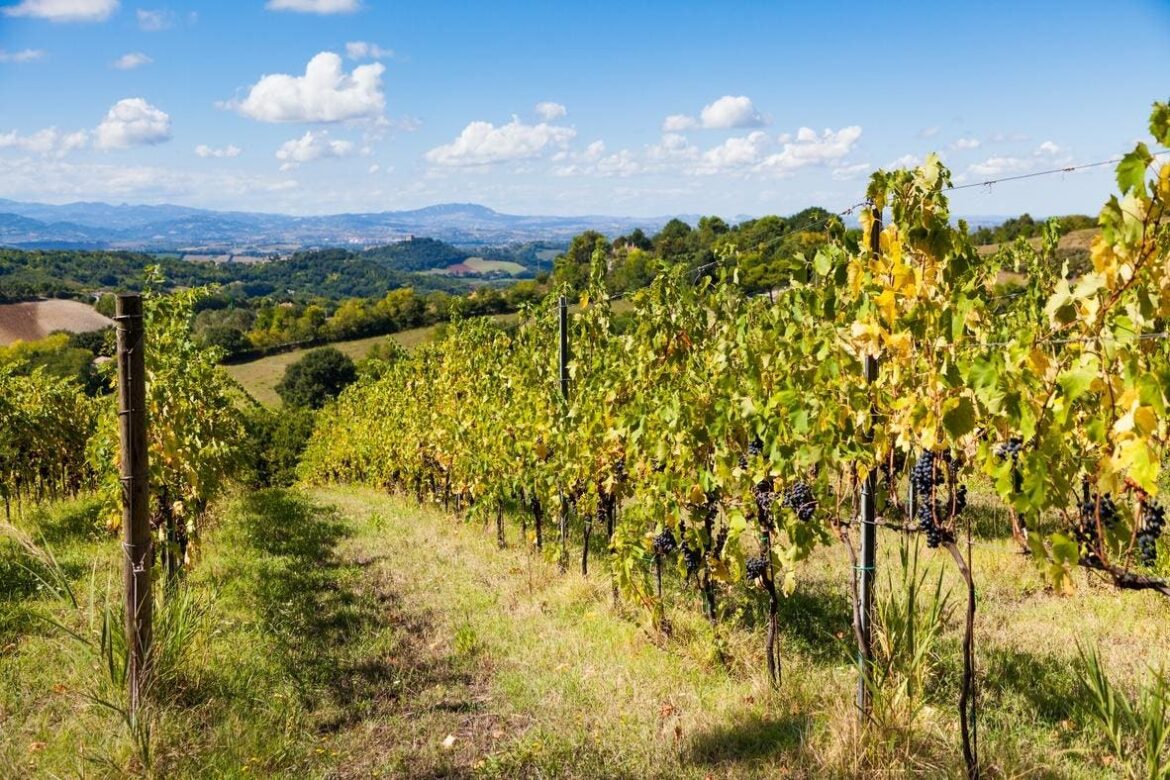Discovering The Wines Of Emilia Romagna Discovering The Wines Of Emilia Romagna