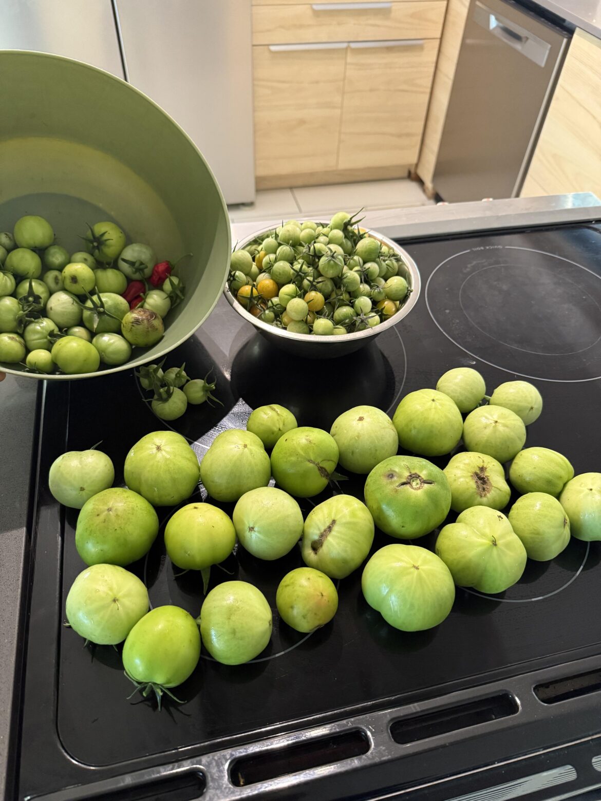 Green Tomatoes Before Winter