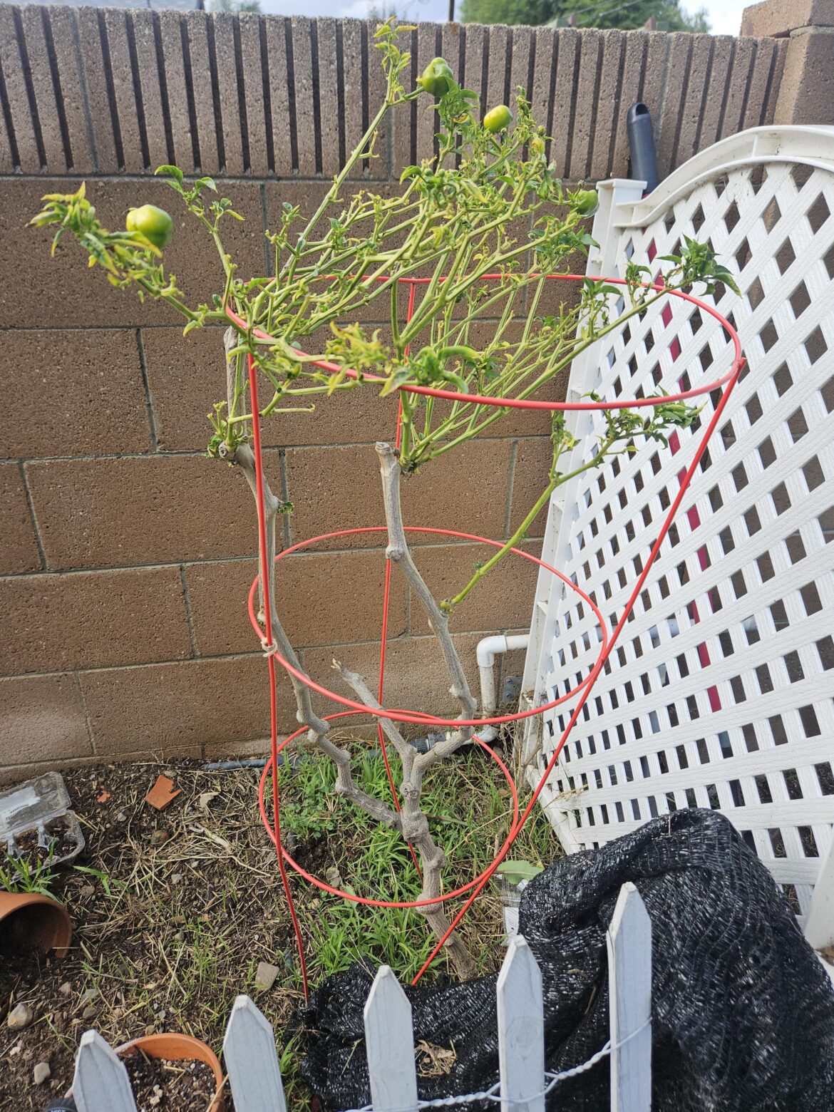 What should I do with my poblano plant?