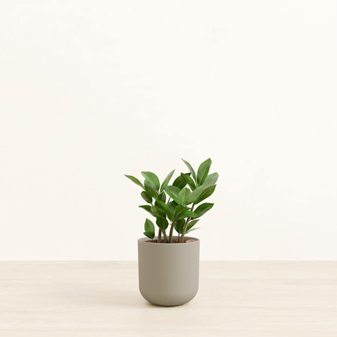 Self-Watering ZZ Plant