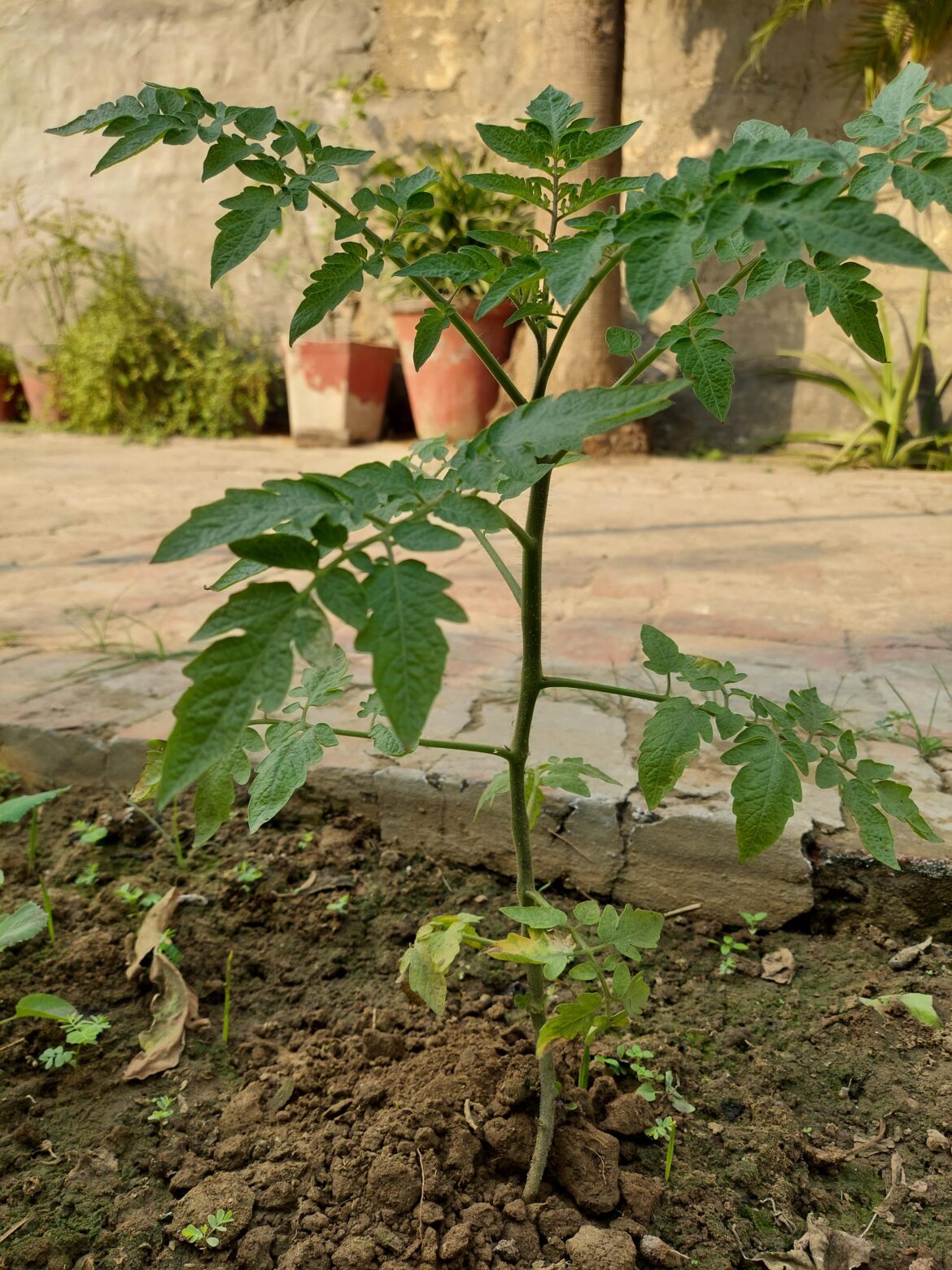 Should I cut my lower branches in the young plant?