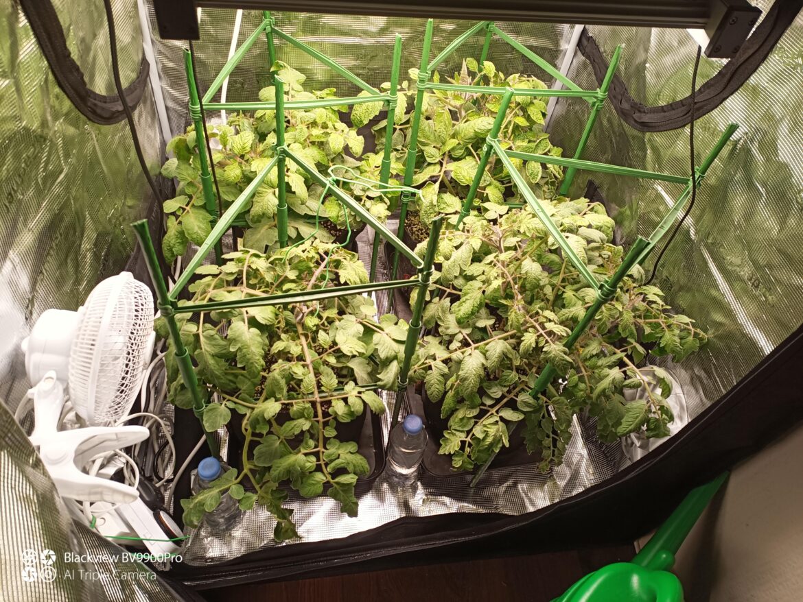 39 days old Roma VF keeping me busy 39 days old Roma VF keeping me busy