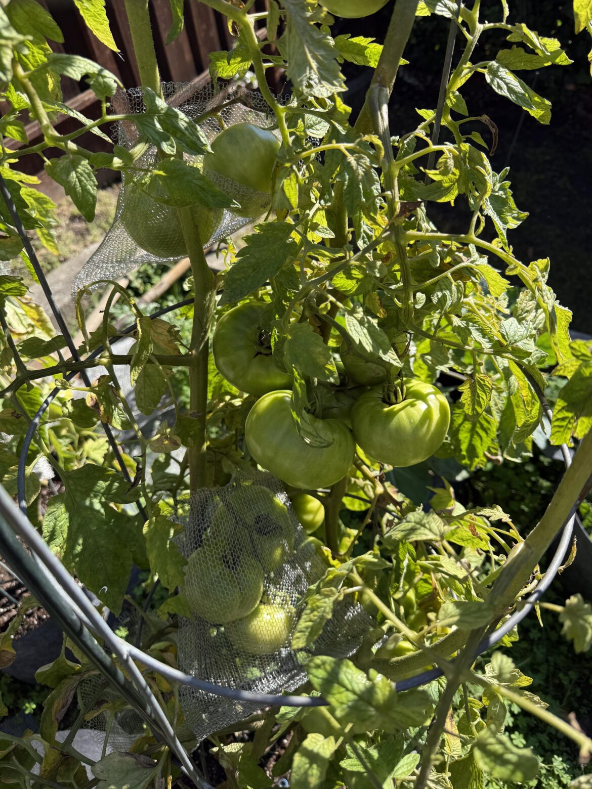 Nighttime temps in upper-mid 40’s, pick or let em ride?