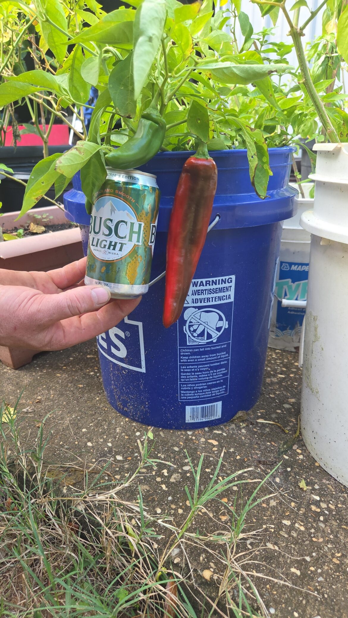 What type of pepper is this?