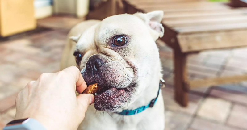 Is Your French Bulldog a Picky Eater? Try This Simple Hack. Is Your French Bulldog a Picky Eater? Try This Simple Hack.
