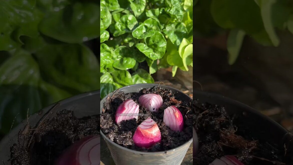 Growing onions at home is easy #garden #growathome #plant #onion