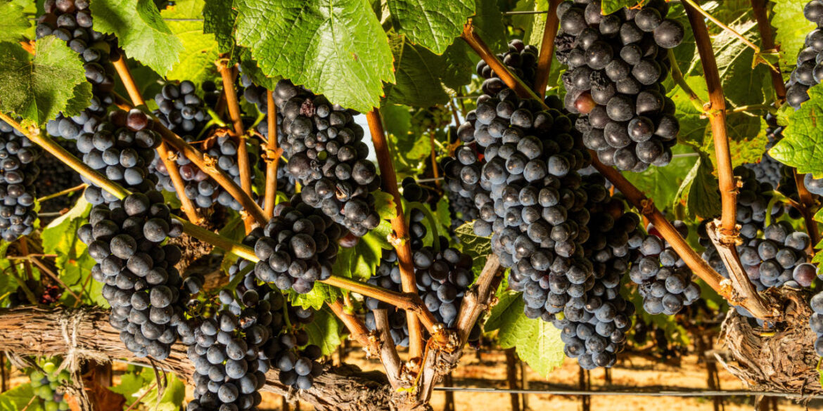 California’s Wine Industry Is in Crisis