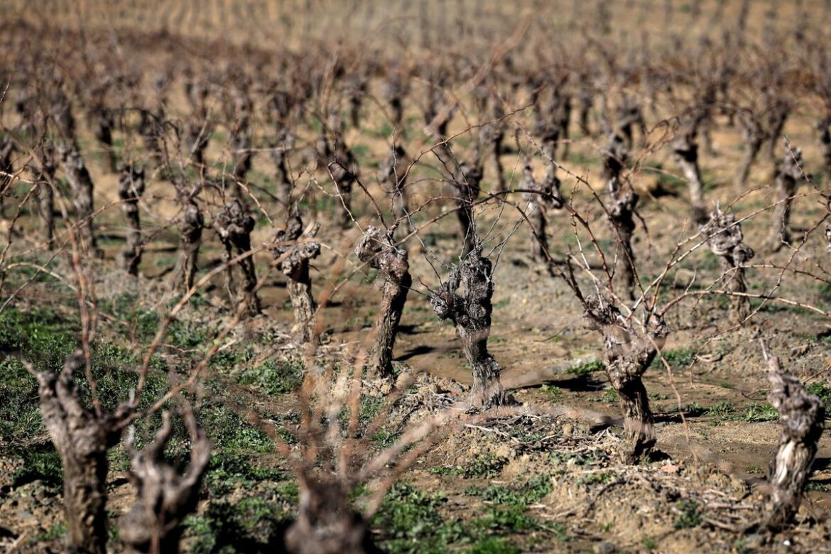 France to Spend $150 Million Uprooting Vines as Wine Demand Dips