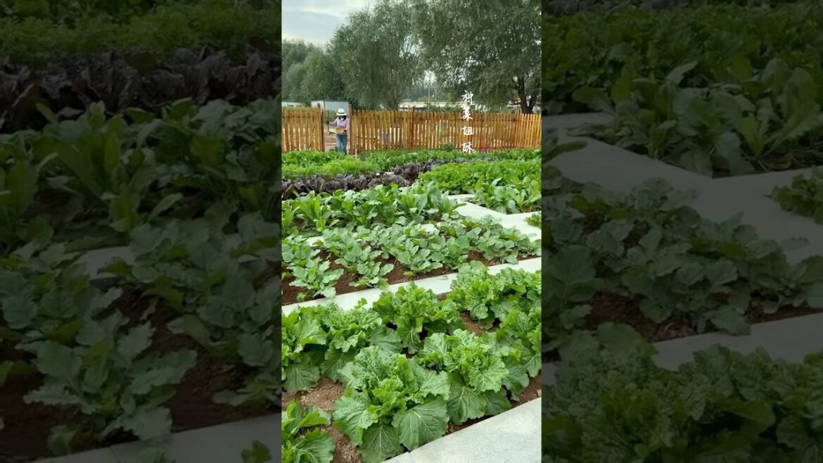 Vegetables garden(59) #countryside #garden #vegetables #villagelife #rurallife #nature #shorts #love
