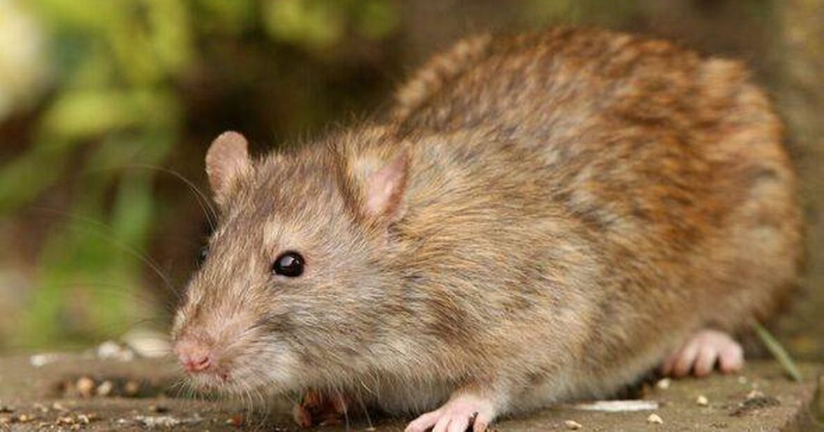 Rats are ‘targeting’ Christmas food and drink being stored in garages and sheds Daily Star