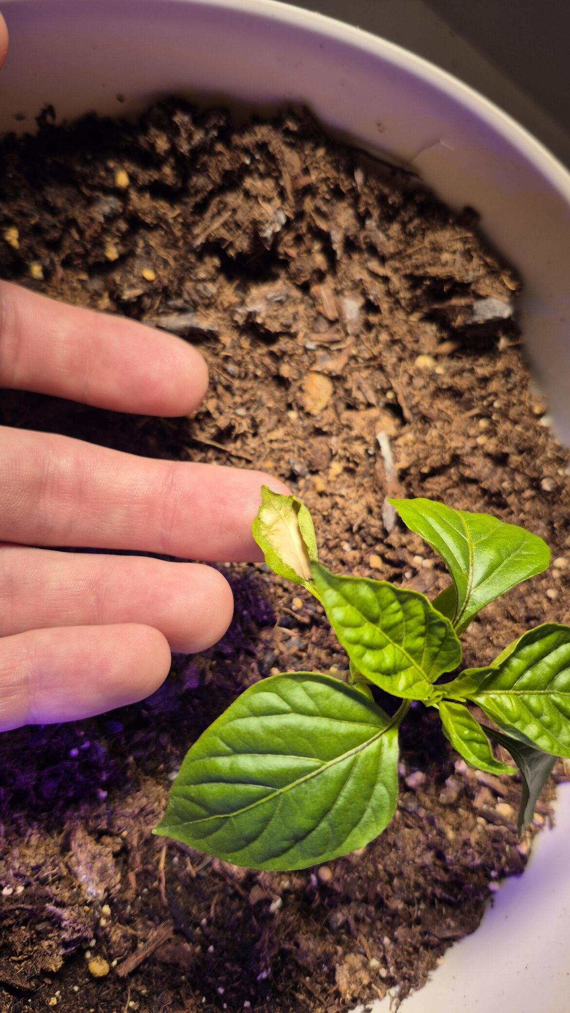 Weird yellow spot on my plant